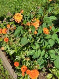 Obr: 5132.jpg