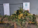 Obr: 5241.jpg